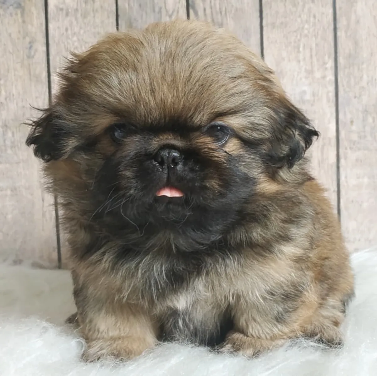 CUTE PEKINGESE PUPPIES