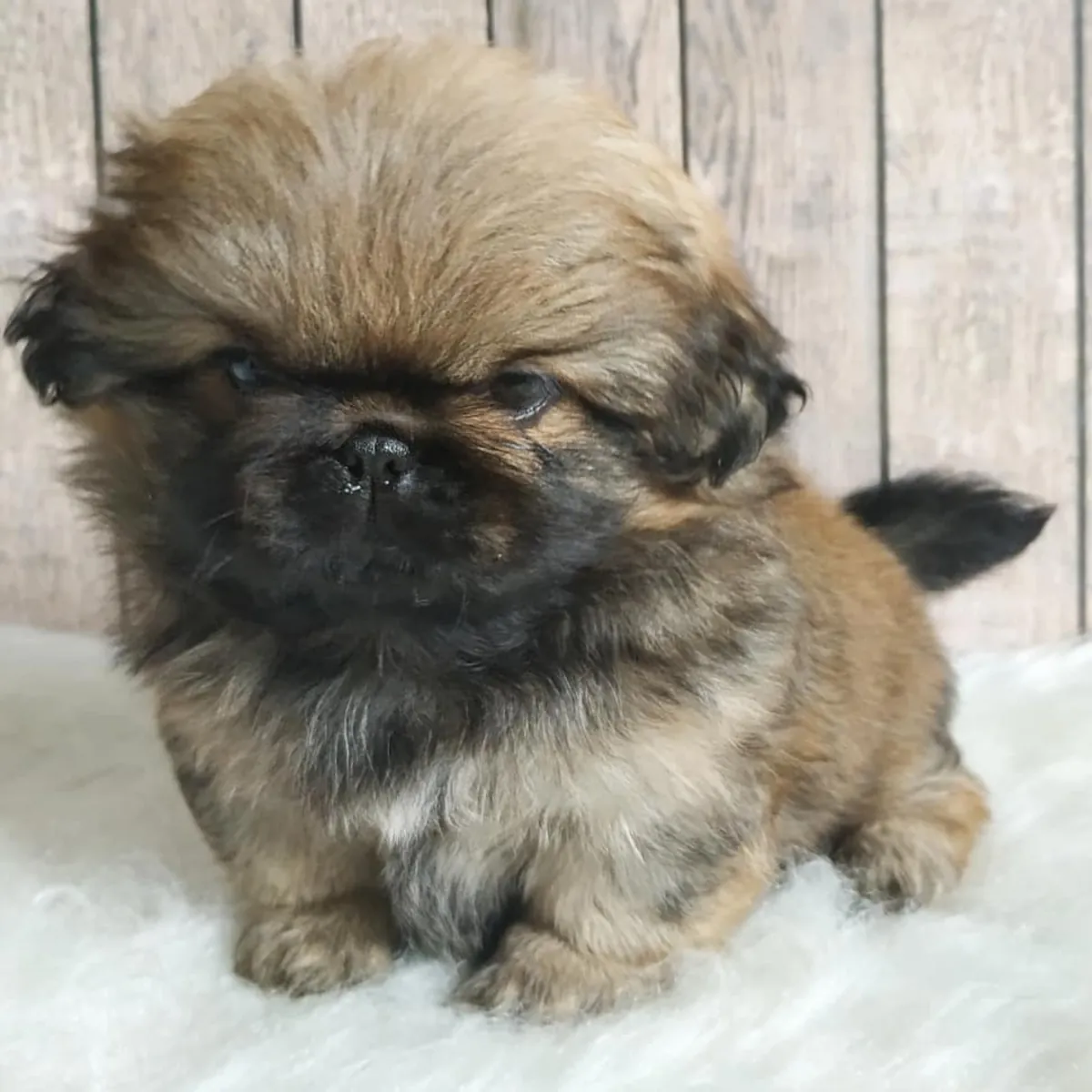 CUTE PEKINGESE PUPPIES