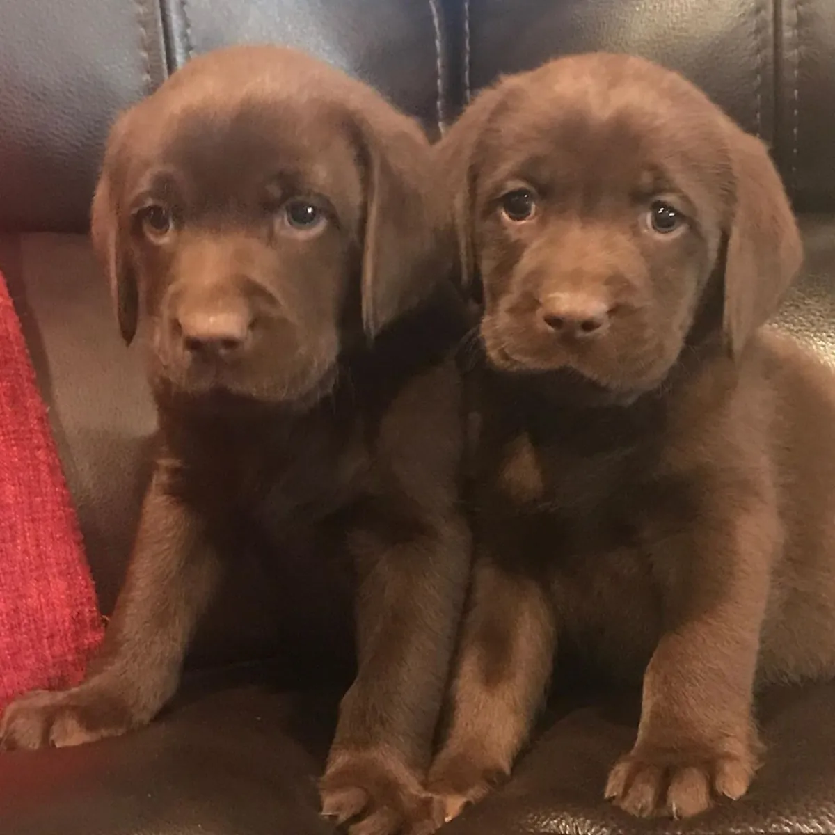 LABRADOR RETRIEVER PUPPIES