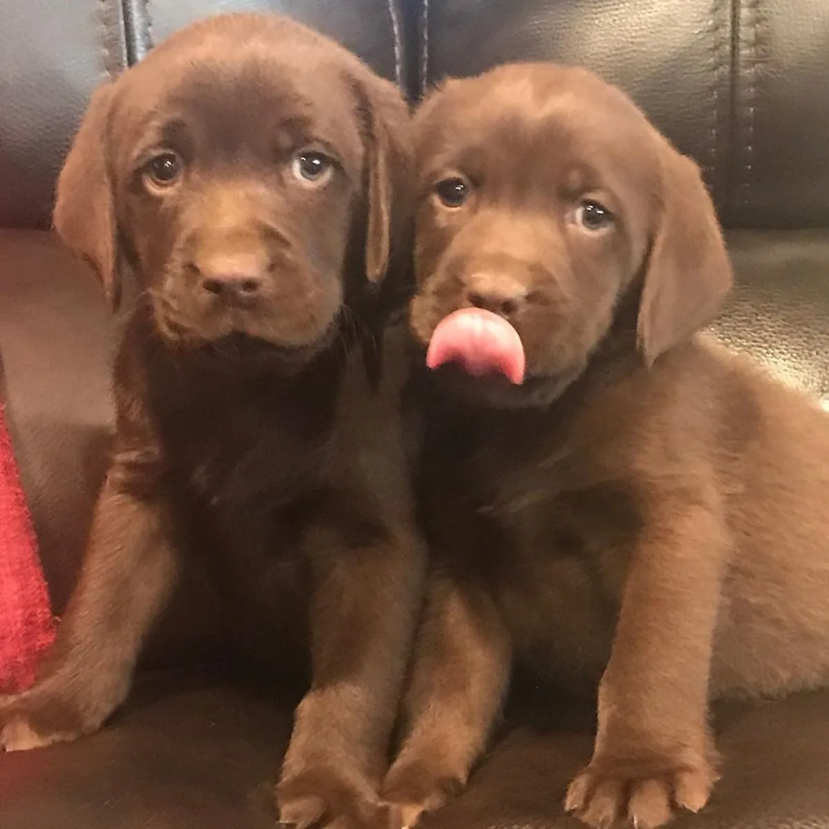 LABRADOR RETRIEVER PUPPIES