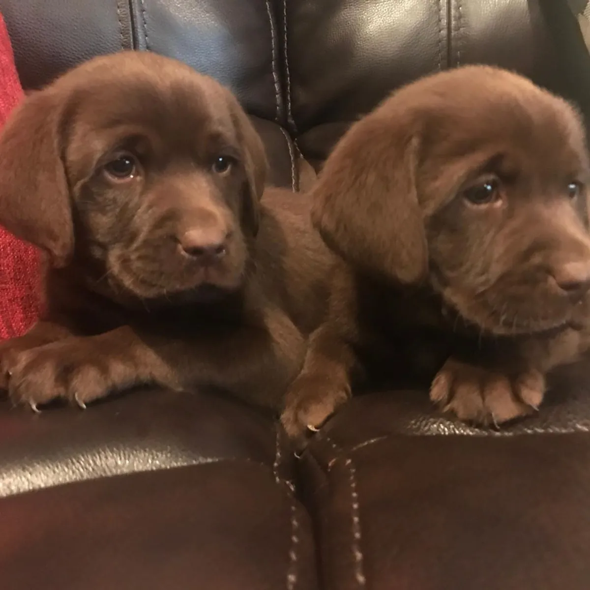 LABRADOR RETRIEVER PUPPIES