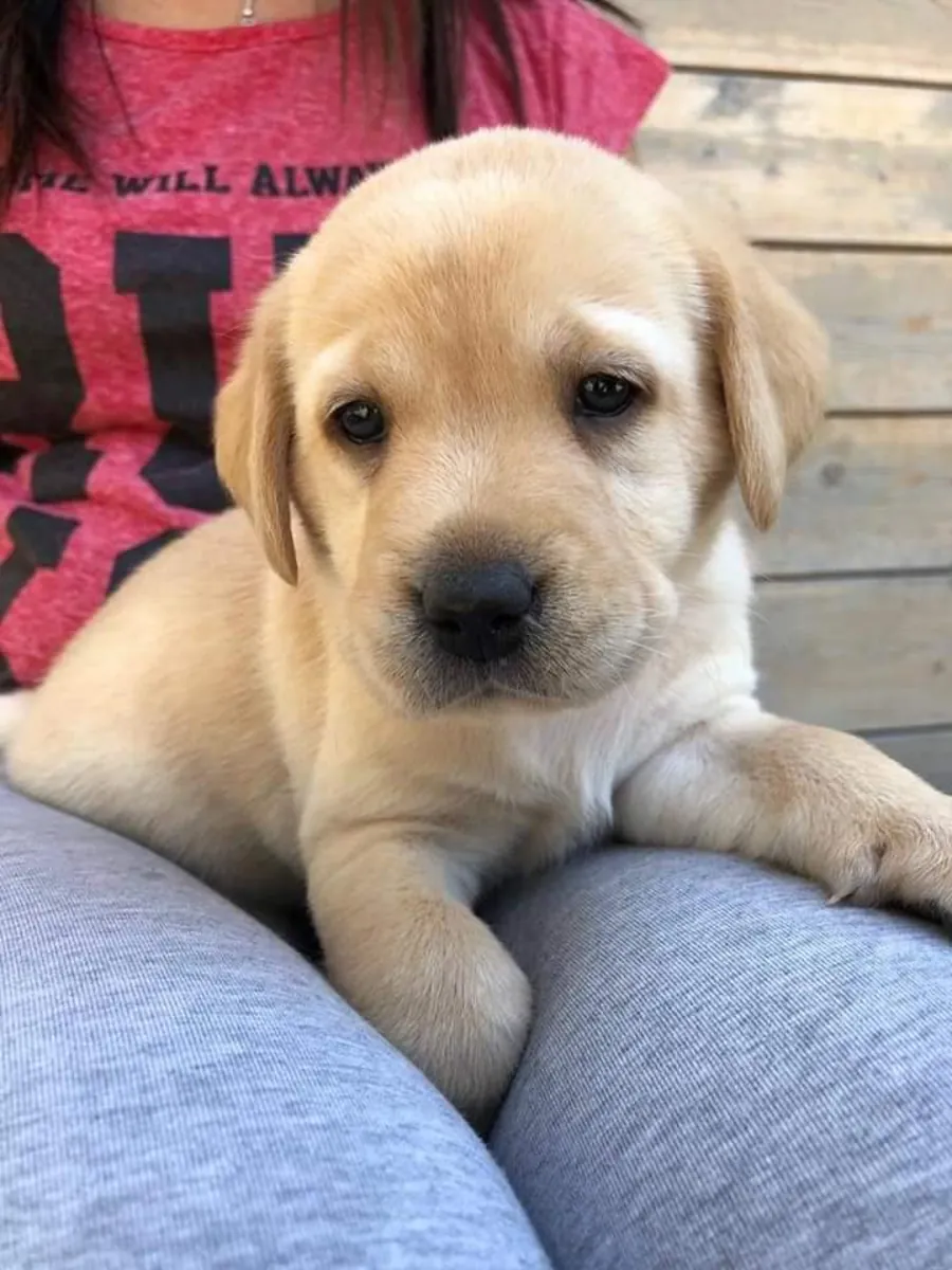 LABRADOR RETRIEVER PUPPIES