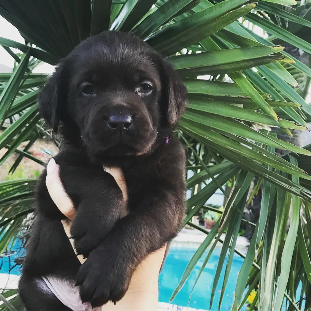 LABRADOR RETRIEVER PUPPIES