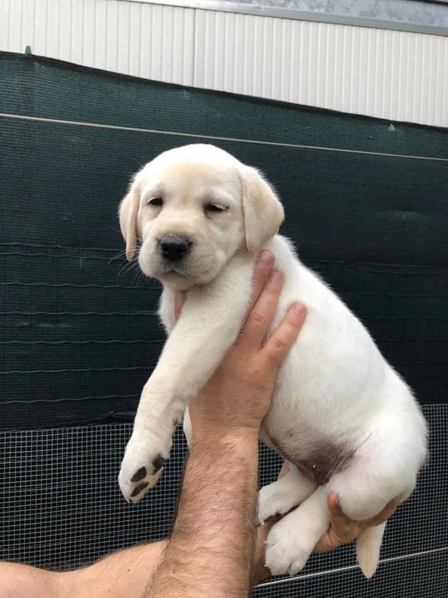 LABRADOR RETRIEVER PUPPIES