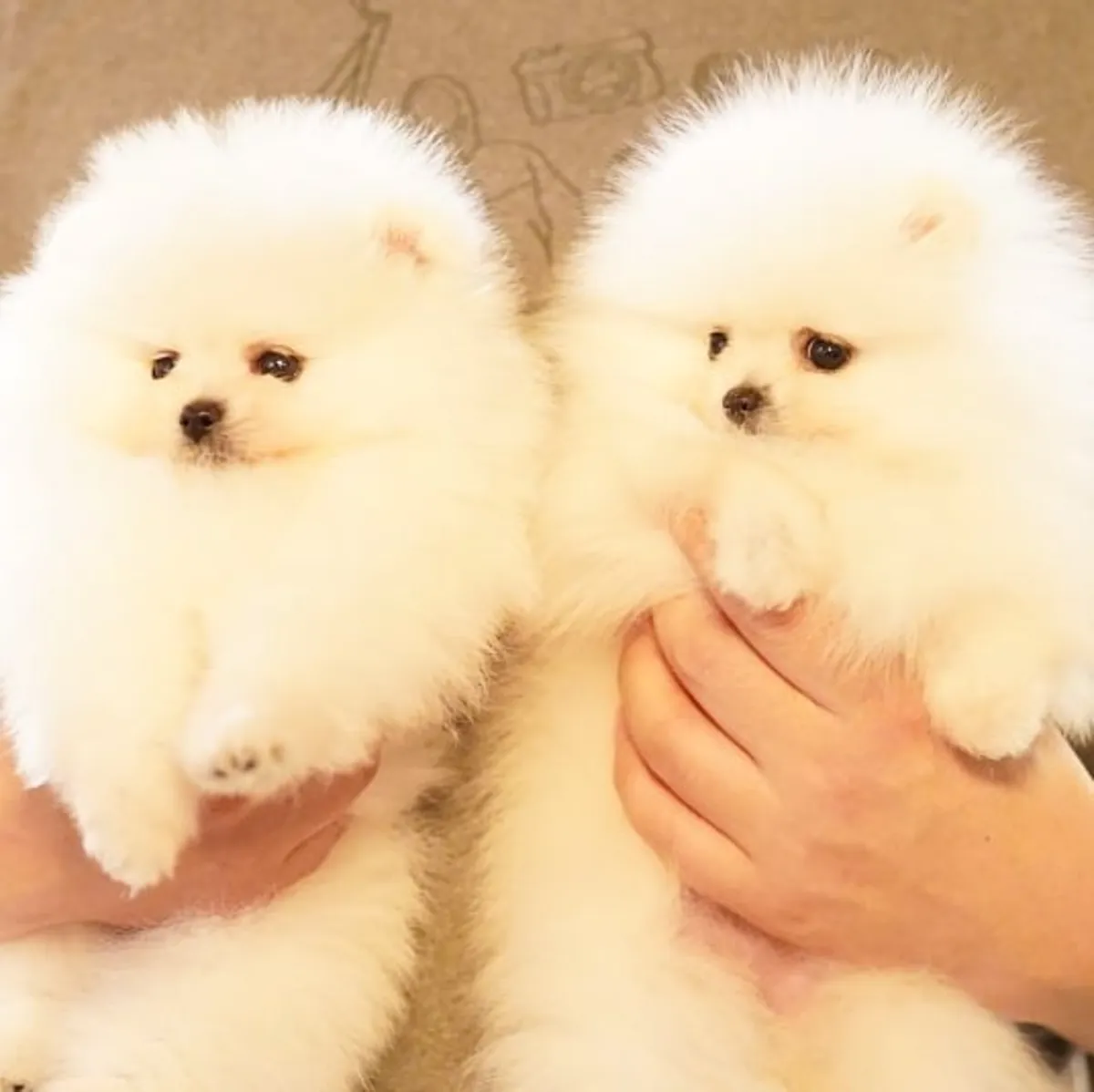 Pomeranian Boo puppies