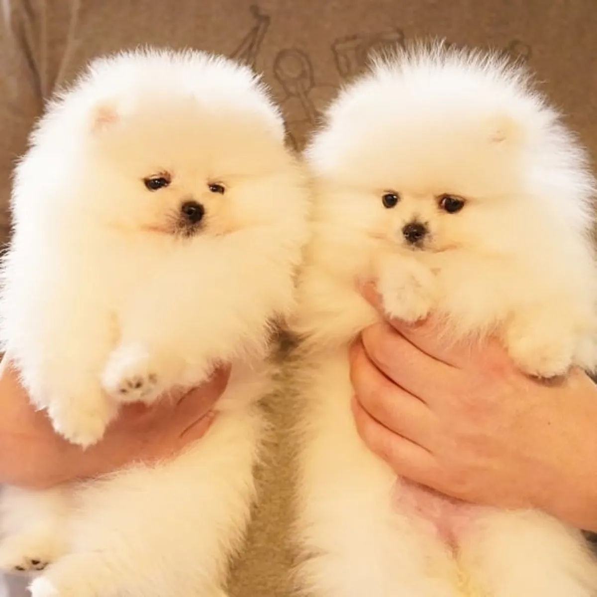 Pomeranian Boo puppies