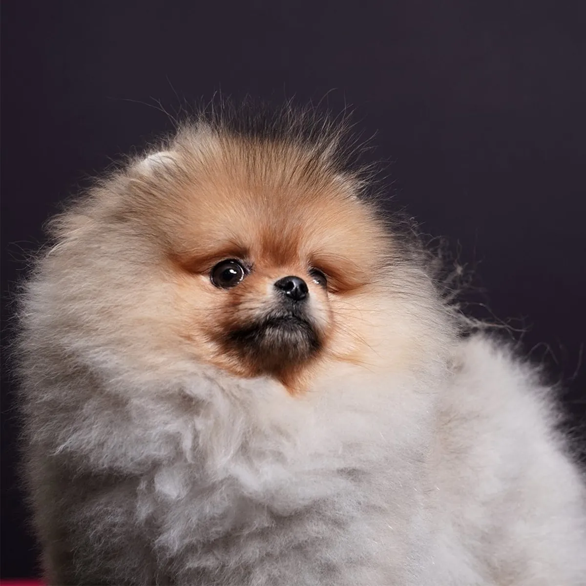 Pomeranian Boo puppies