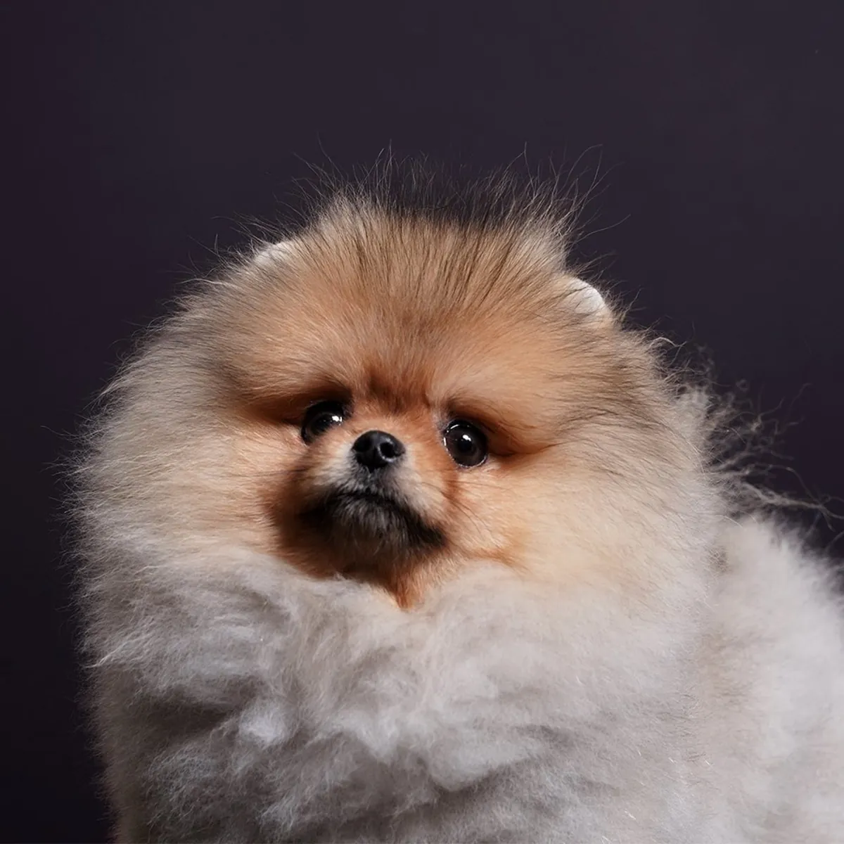 Pomeranian Boo puppies