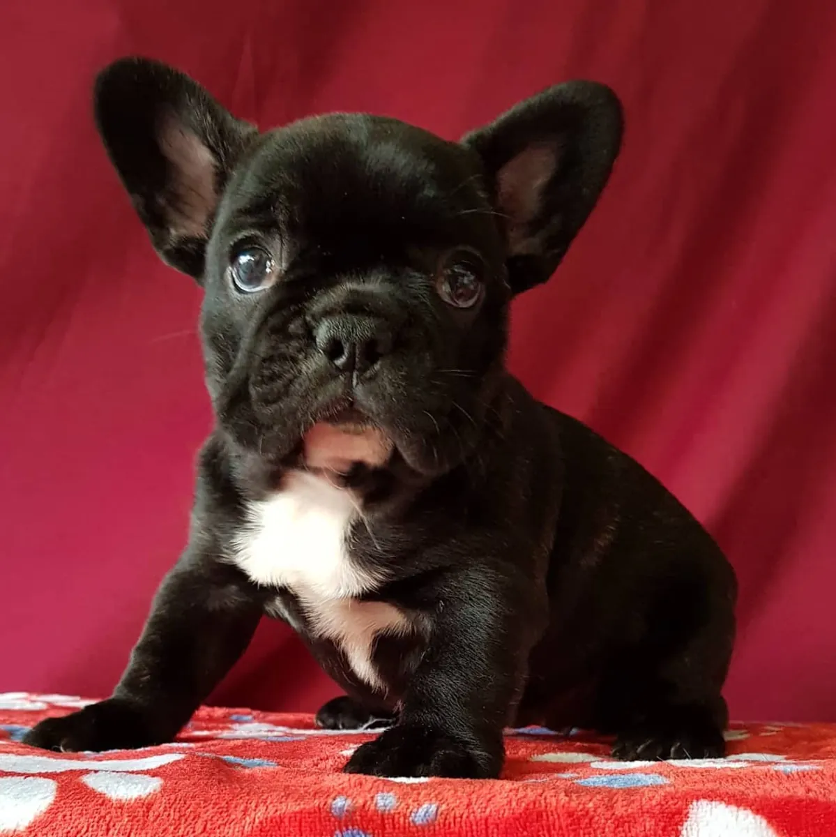 FRENCH BULLDOG YAVRULARI