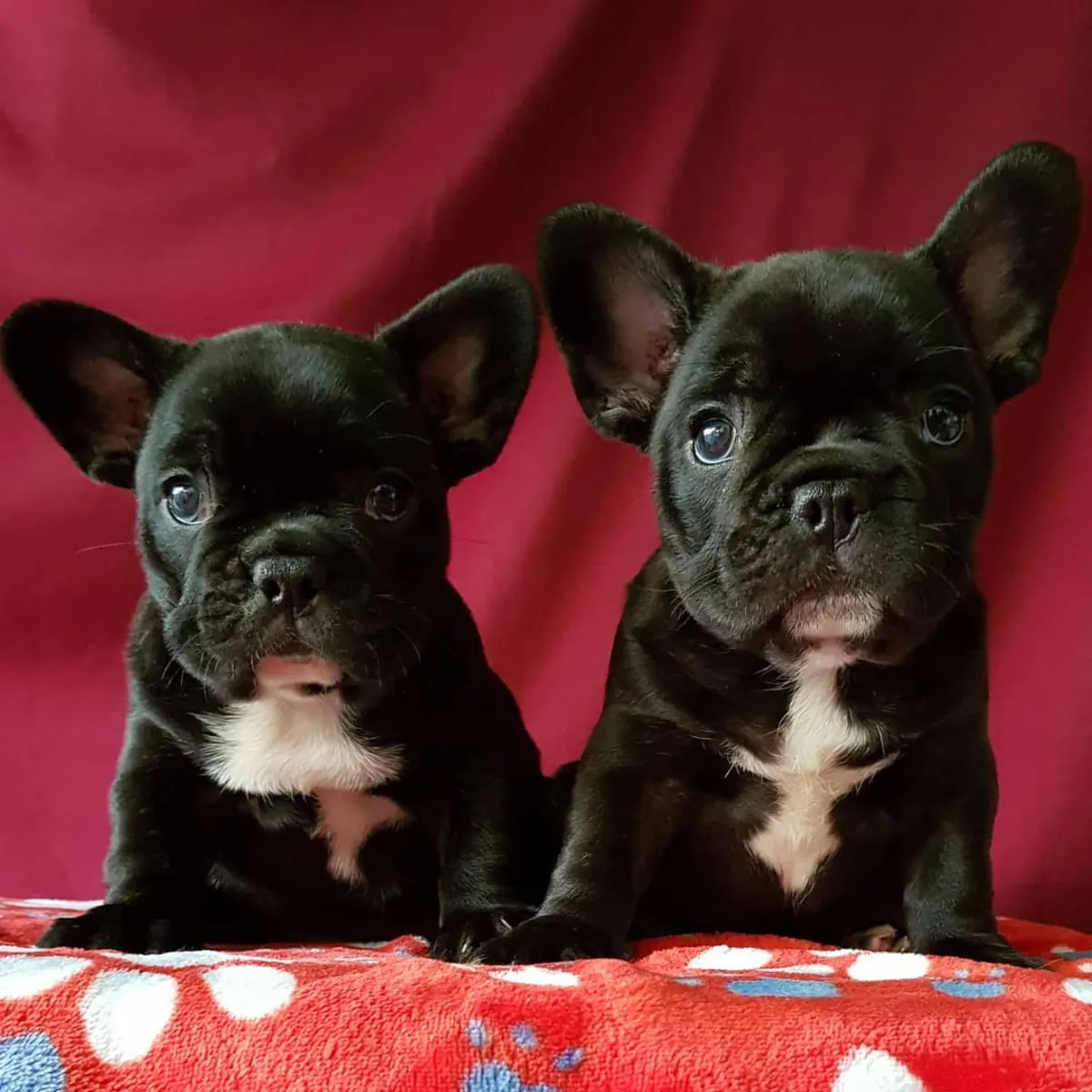 FRENCH BULLDOG YAVRULARI