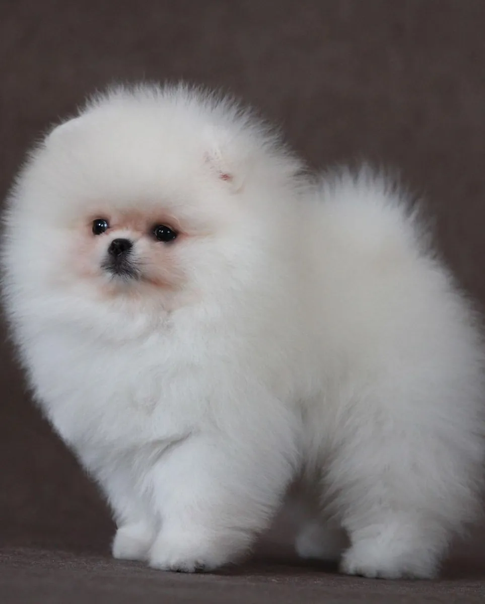 POMERANİAN BOO YAVRULARI