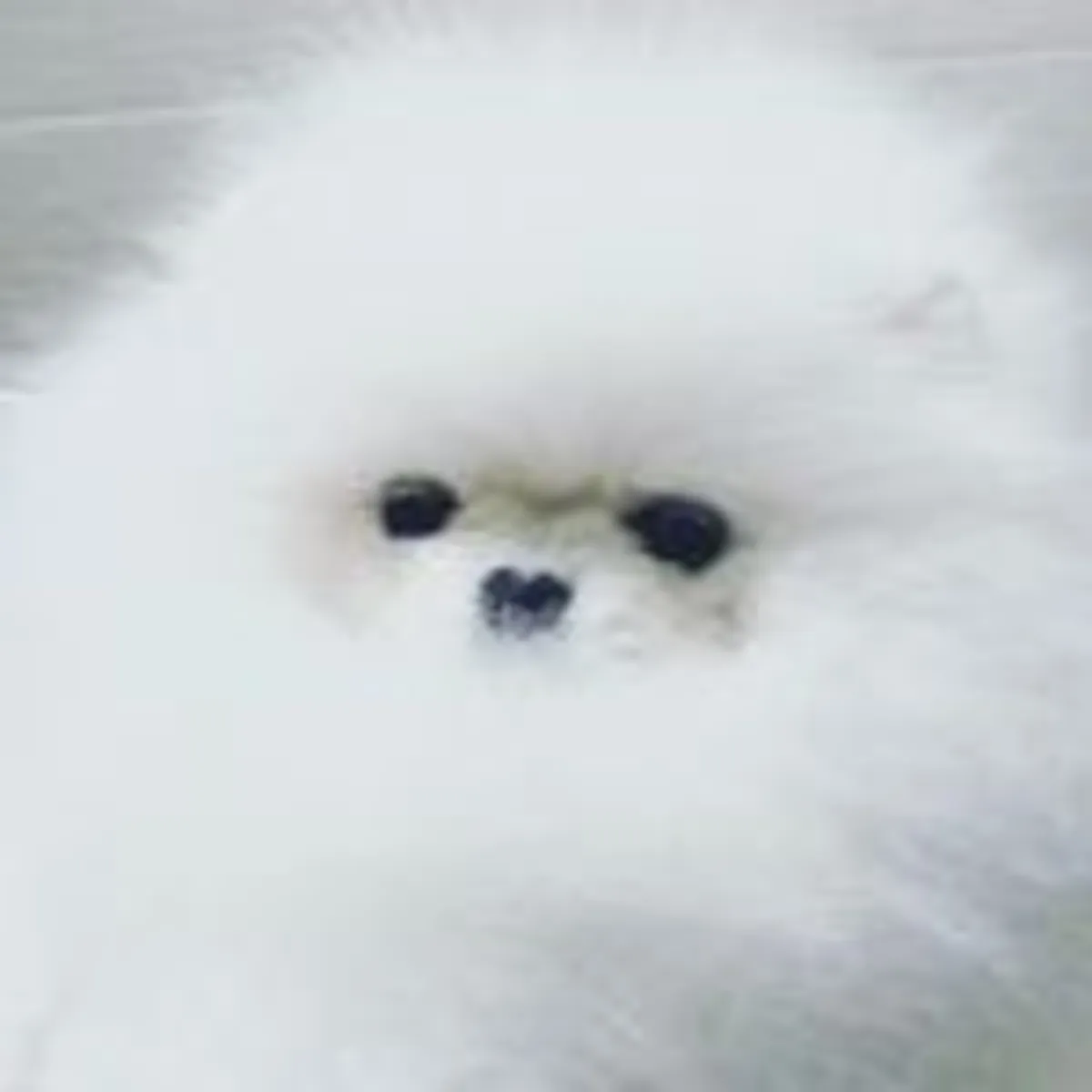 POMERANİAN BOO YAVRULARI