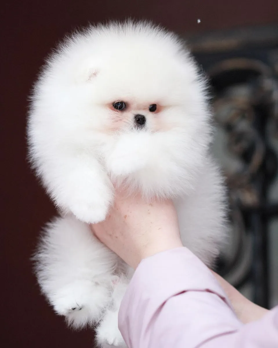 POMERANİAN BOO YAVRULARI