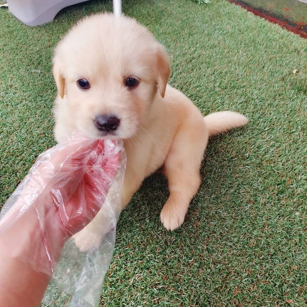 娃娃脸金毛幼犬