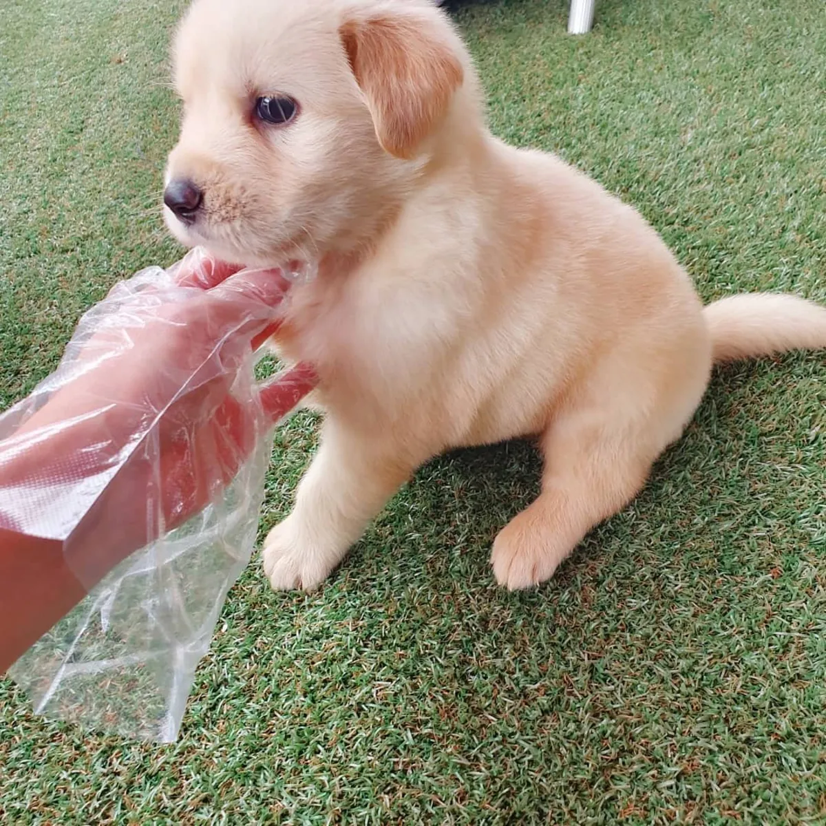 娃娃脸金毛幼犬