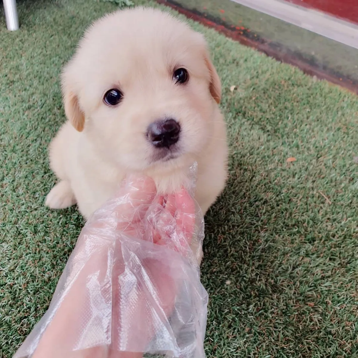 娃娃脸金毛幼犬