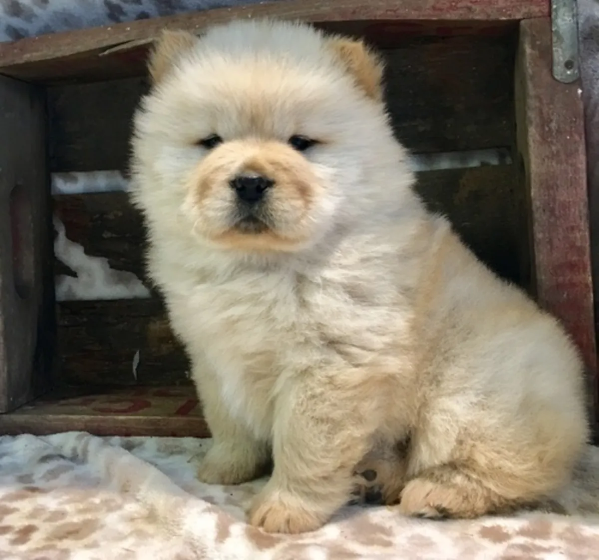 Щенки чау-чау Хэви