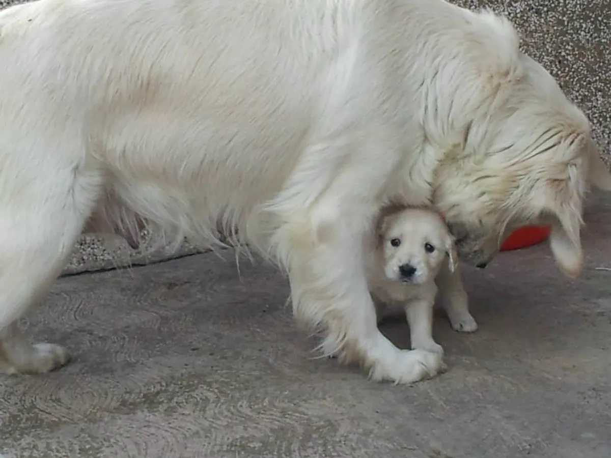 金毛寻回犬幼犬