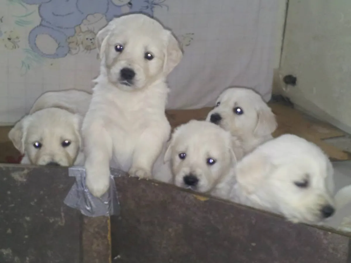 金毛寻回犬幼犬