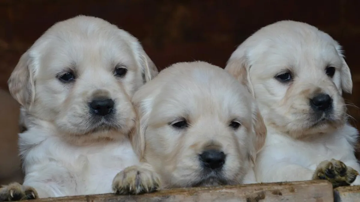 金毛寻回犬幼犬