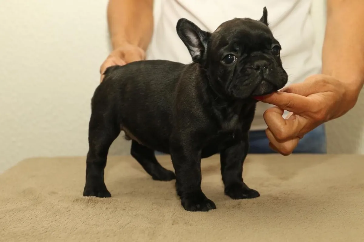 CACHORROS DE BULLDOG FRANCÉS