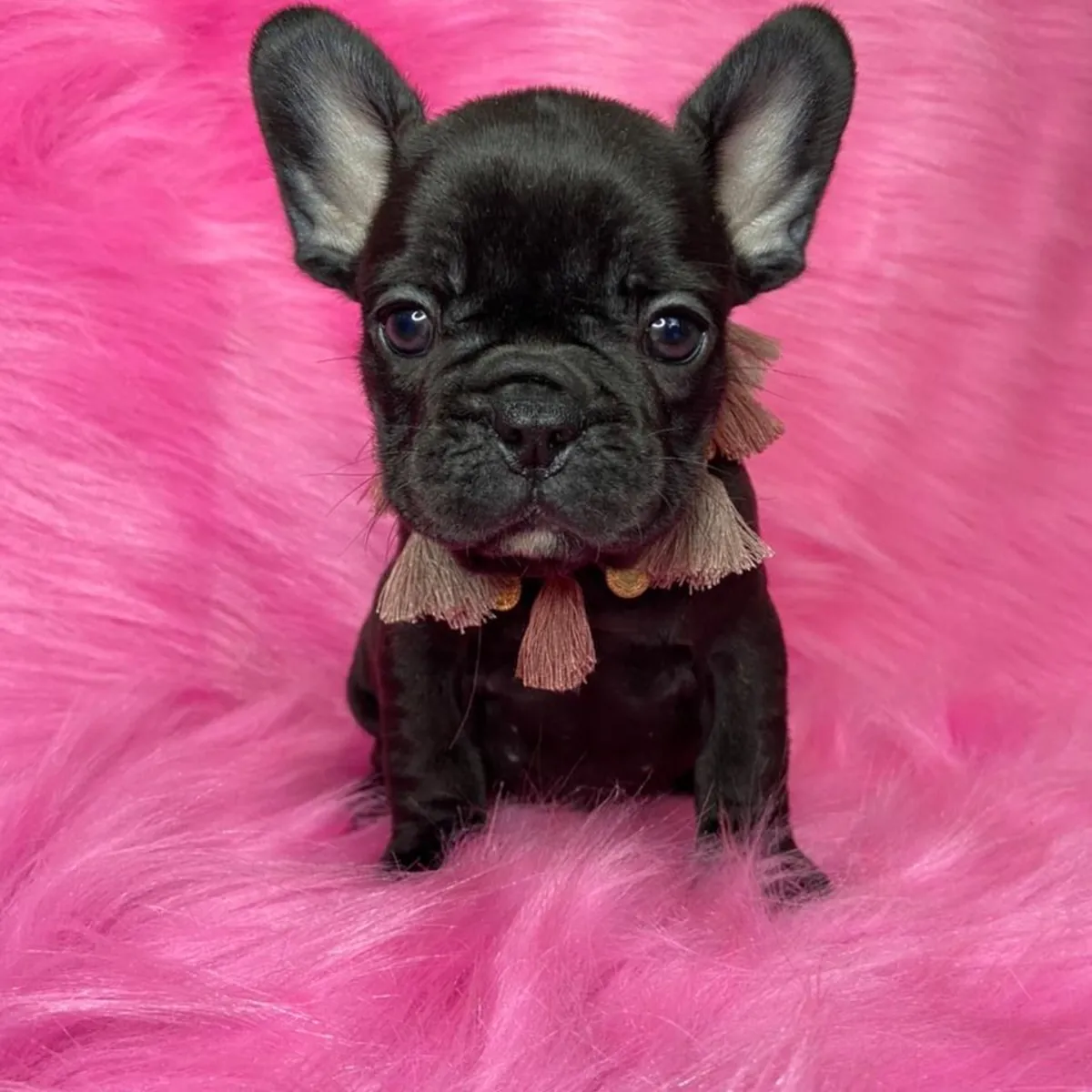 CACHORROS DE BULLDOG FRANCÉS