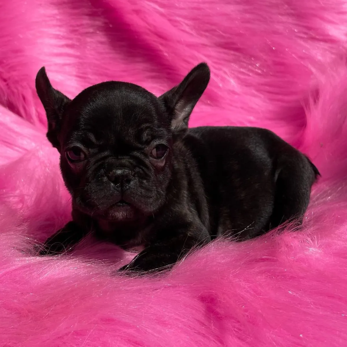 CACHORROS DE BULLDOG FRANCÉS