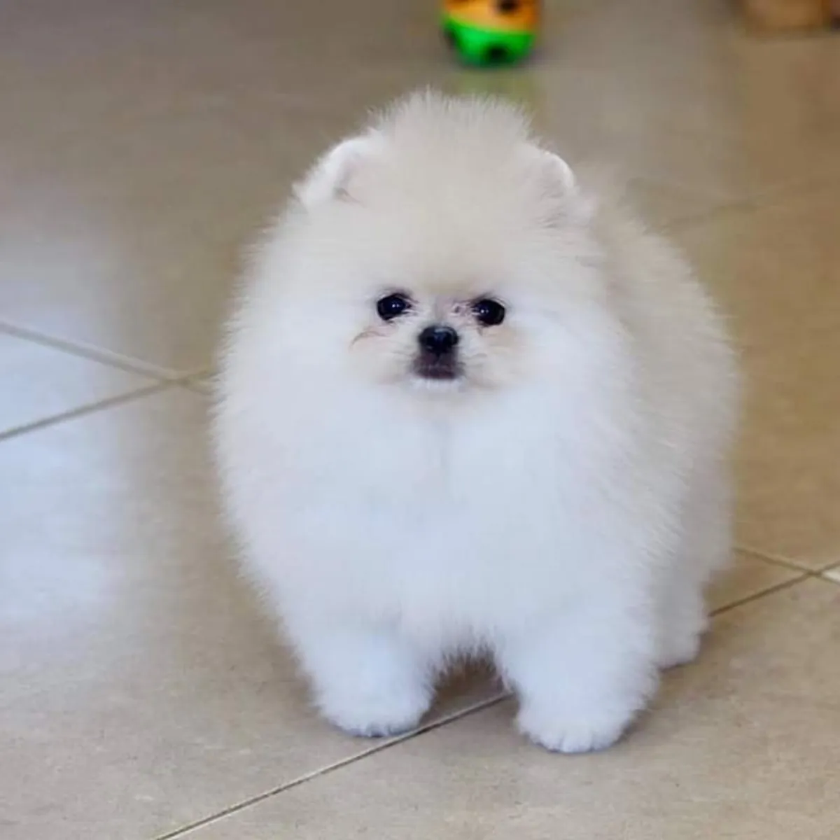 展示级博美幼犬