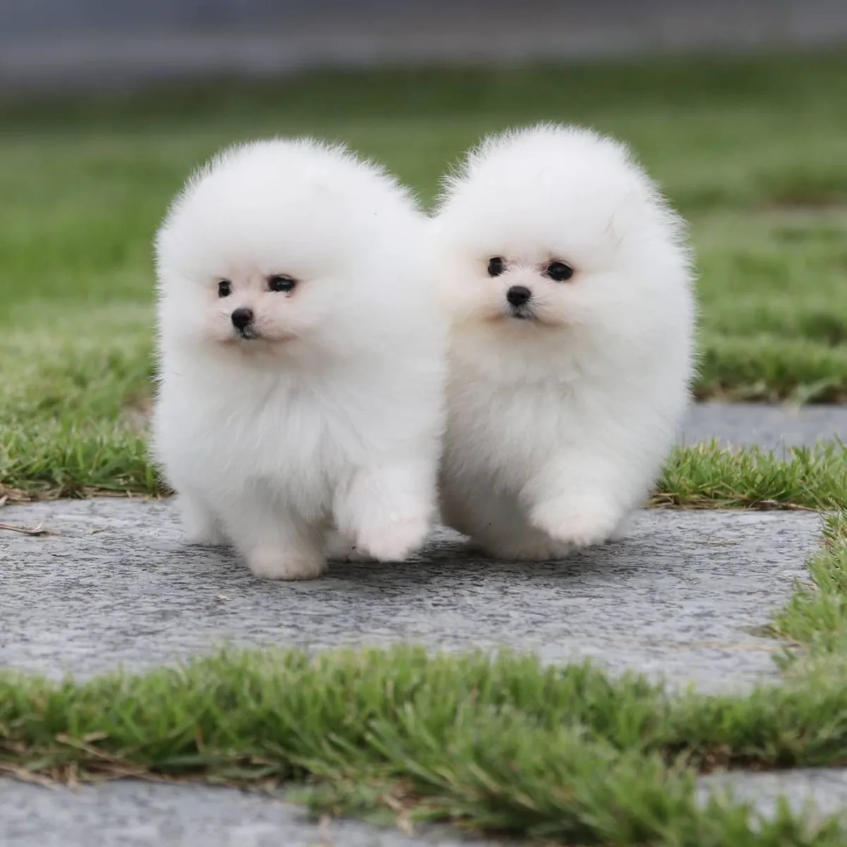 展示级博美幼犬