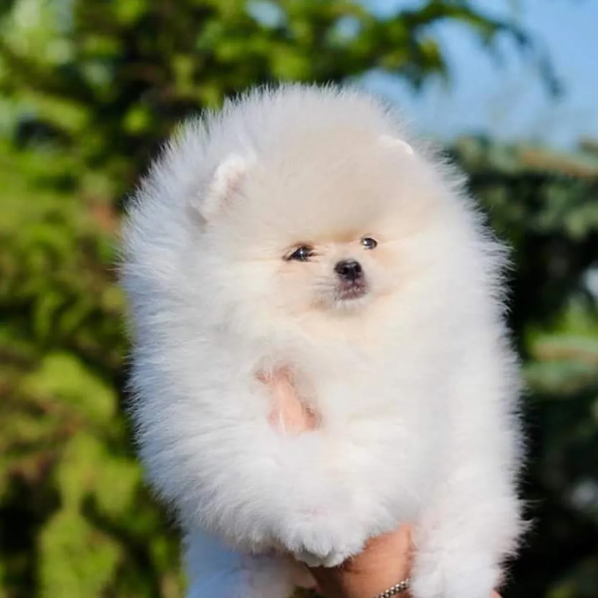 展示级博美幼犬