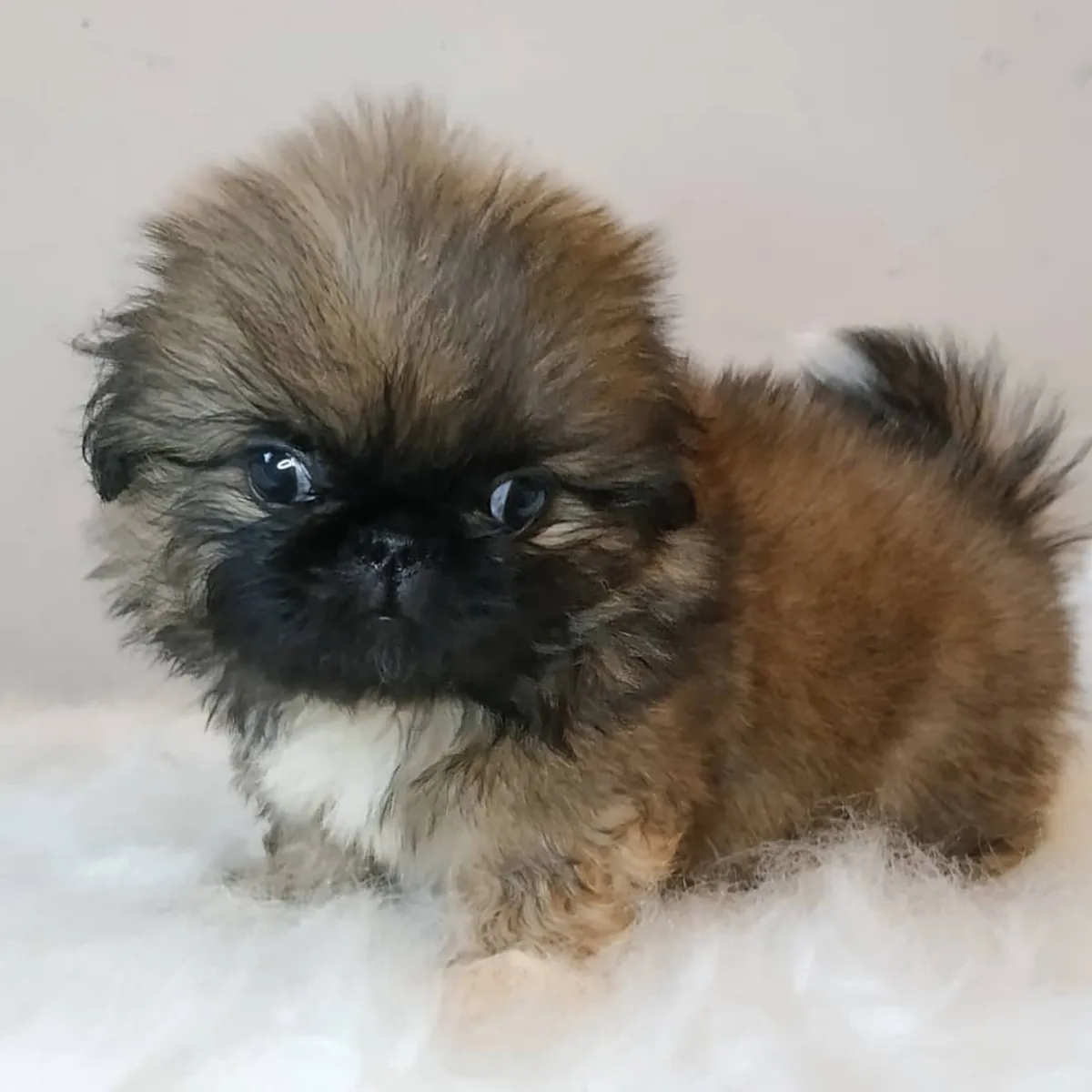 Щенки пекинеса без носа