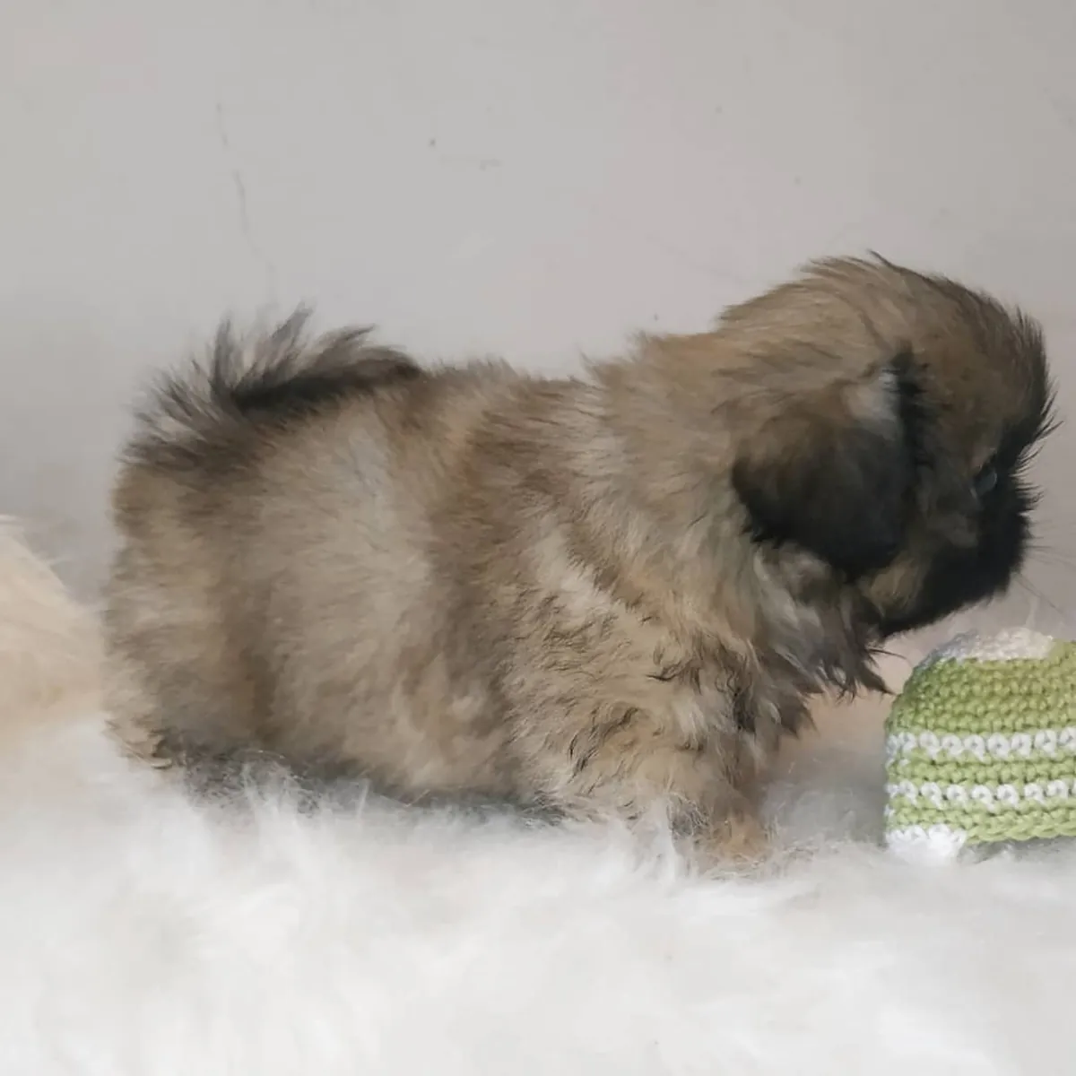 Щенки пекинеса без носа