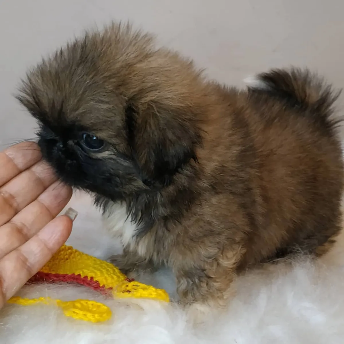 Щенки пекинеса без носа