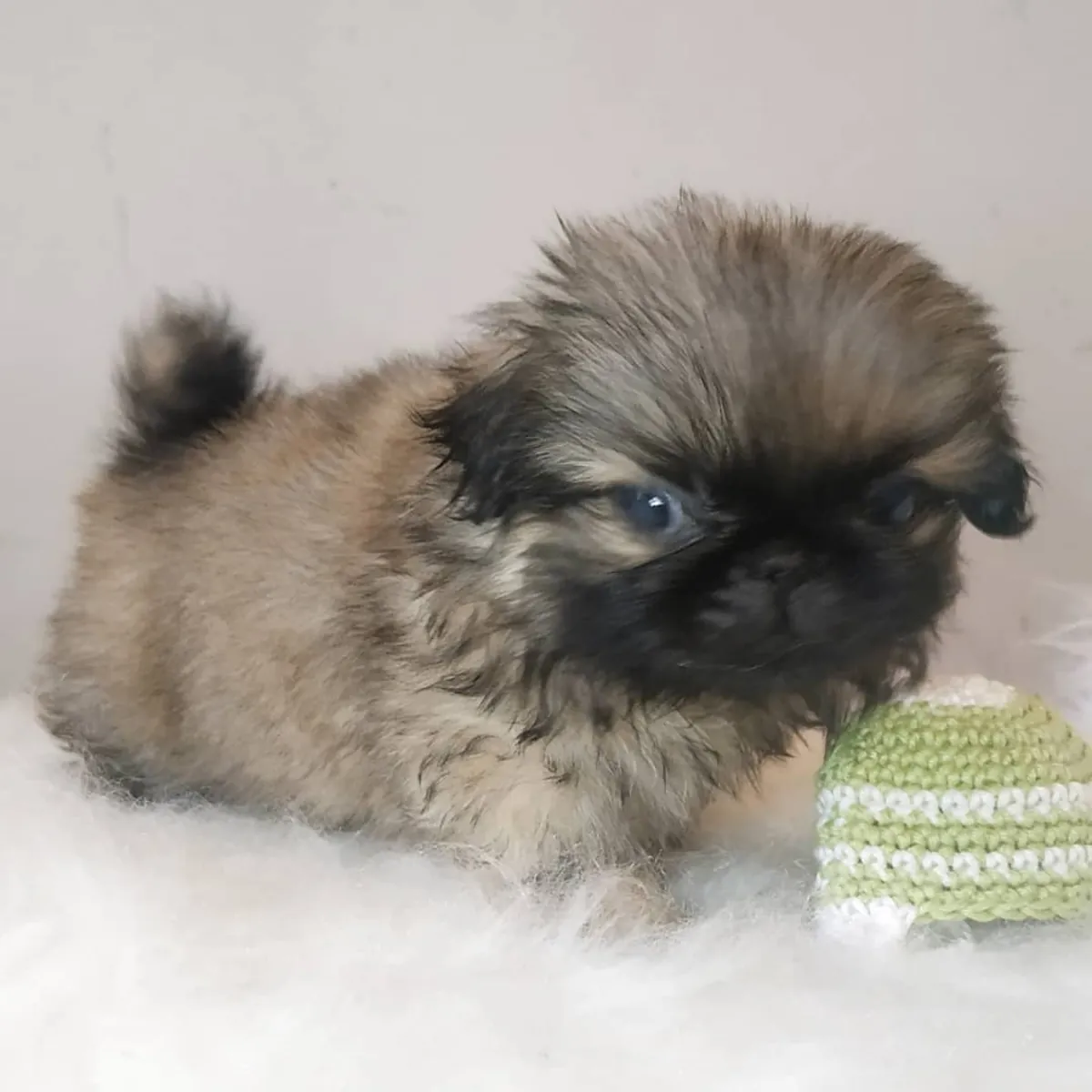 Щенки пекинеса без носа