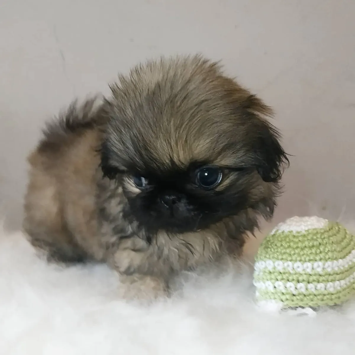 Щенки пекинеса без носа