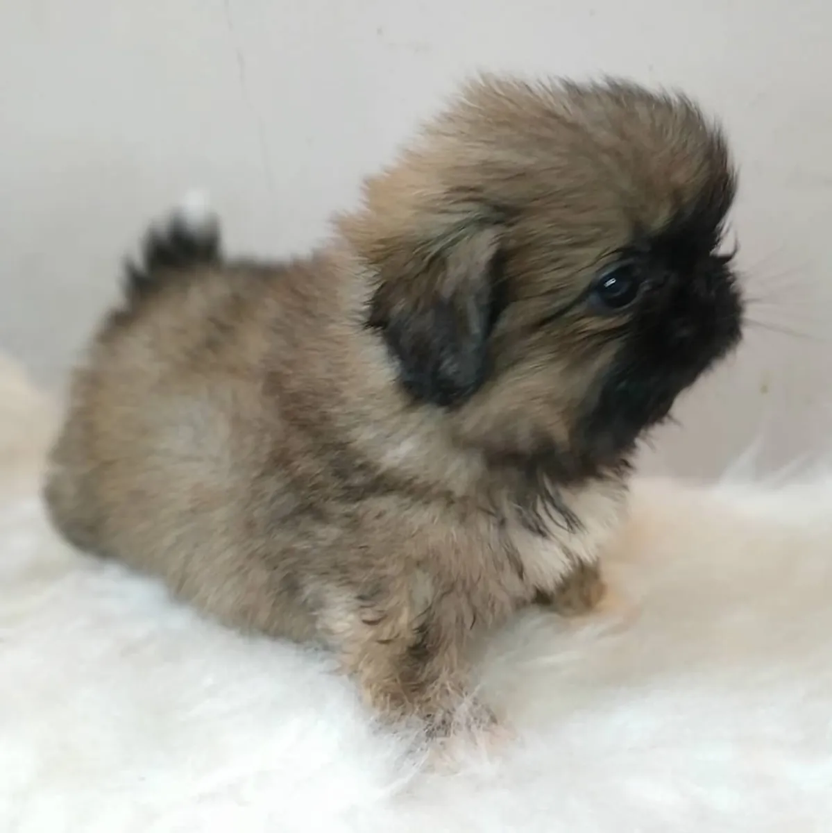 Щенки пекинеса без носа