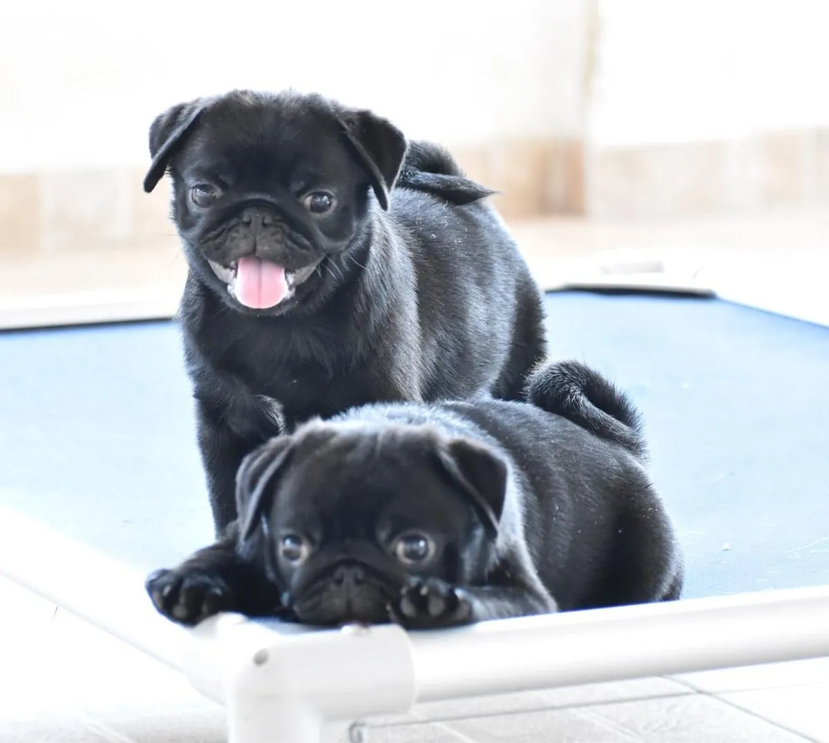 Щенки чистокровного мопса