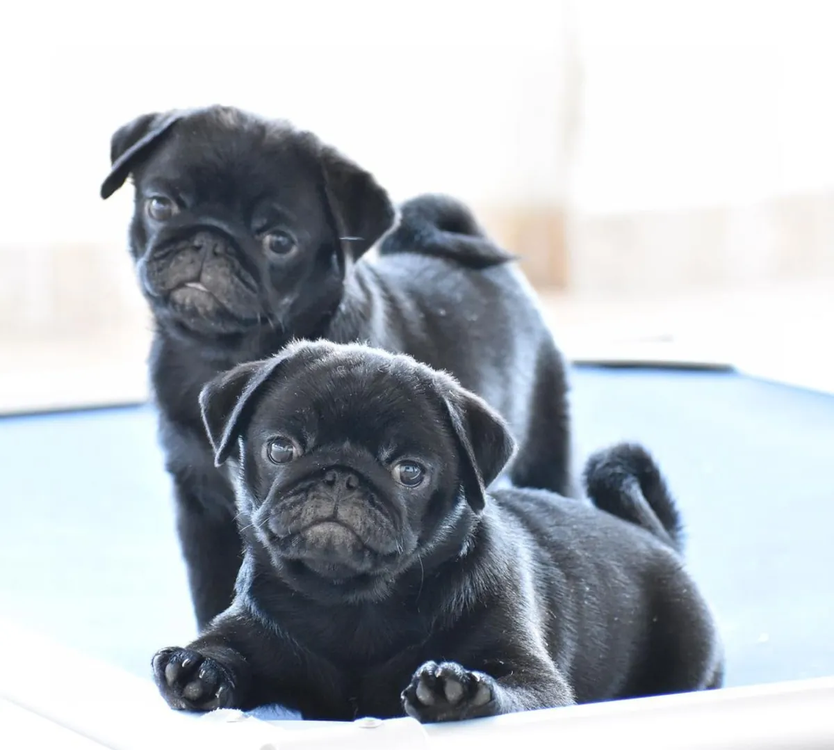 Щенки чистокровного мопса