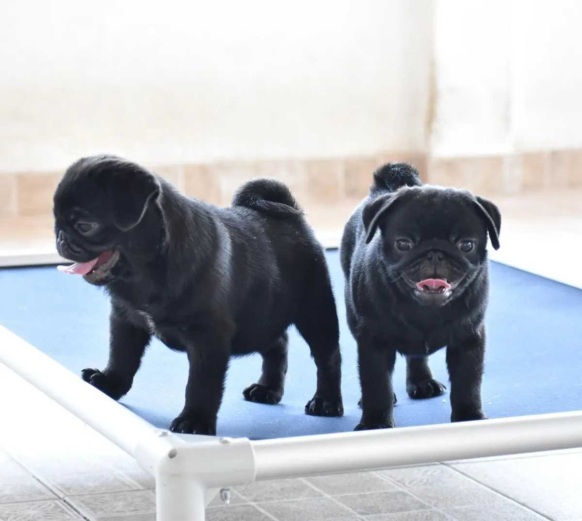 Щенки чистокровного мопса