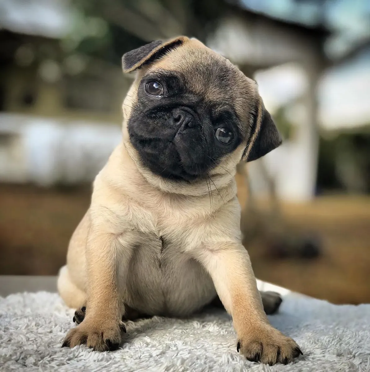 Щенки чистокровного мопса