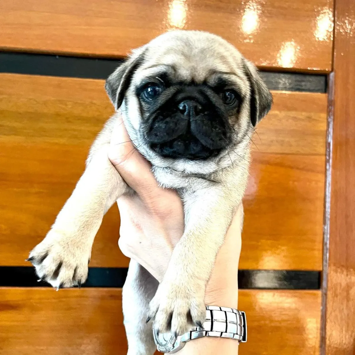 ЩЕНКИ МОПСОВ ОСОБЕННОГО ПРОИСХОЖДЕНИЯ