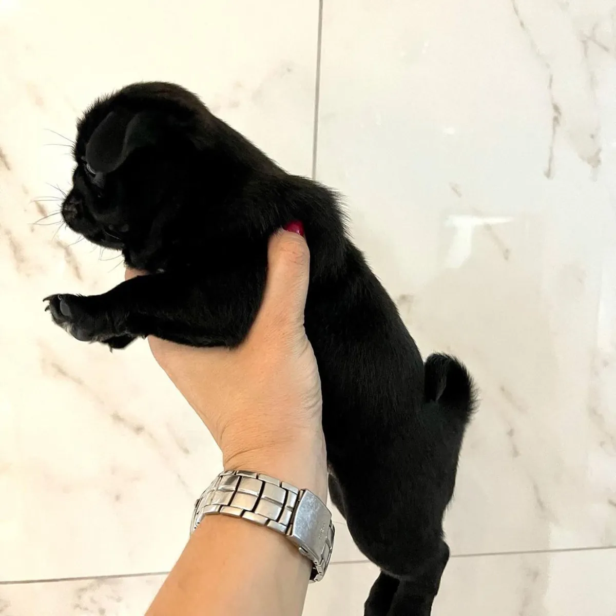 ЩЕНКИ МОПСОВ ОСОБЕННОГО ПРОИСХОЖДЕНИЯ