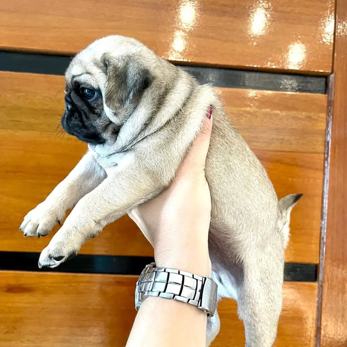 ЩЕНКИ МОПСОВ ОСОБЕННОГО ПРОИСХОЖДЕНИЯ