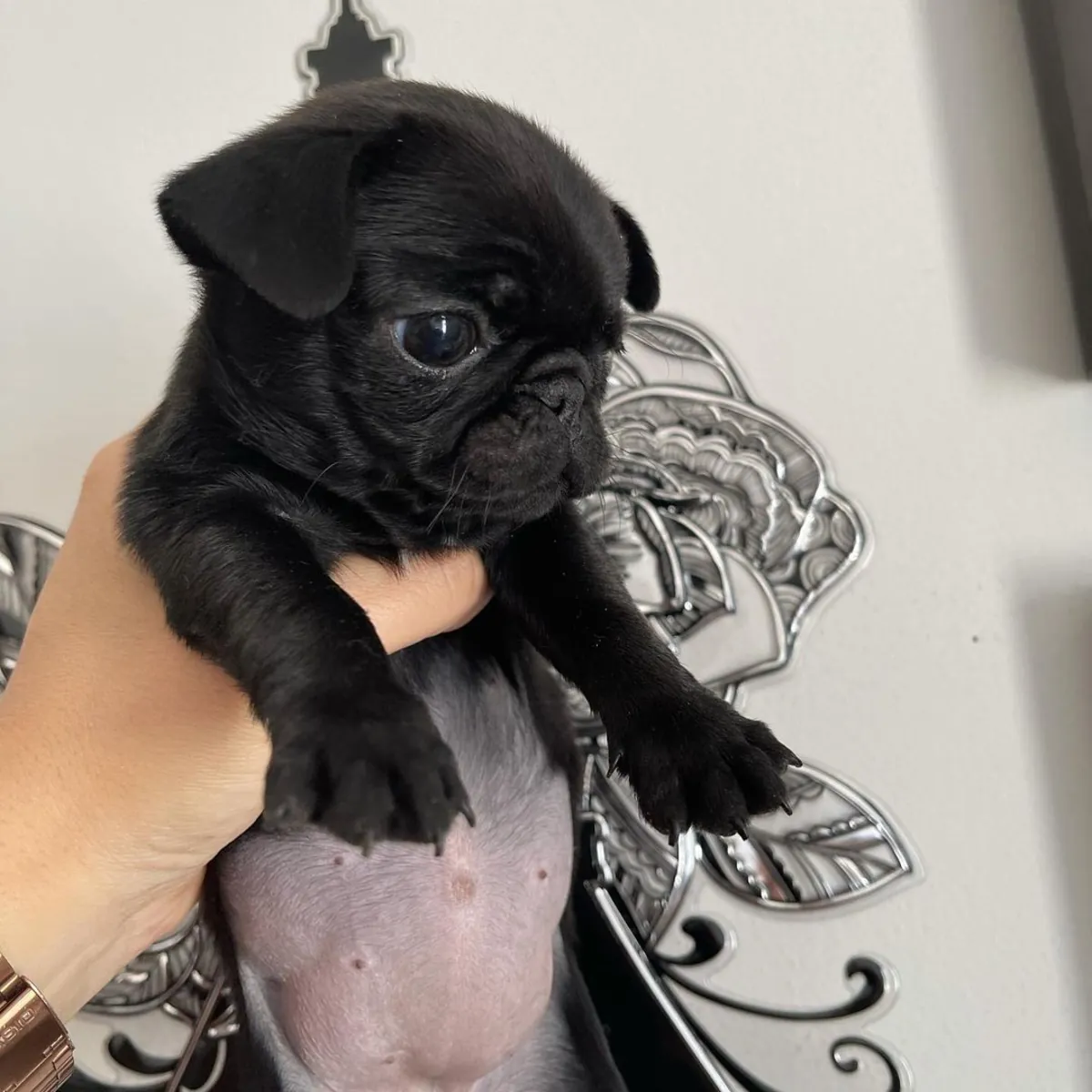 ЩЕНКИ МОПСОВ ОСОБЕННОГО ПРОИСХОЖДЕНИЯ