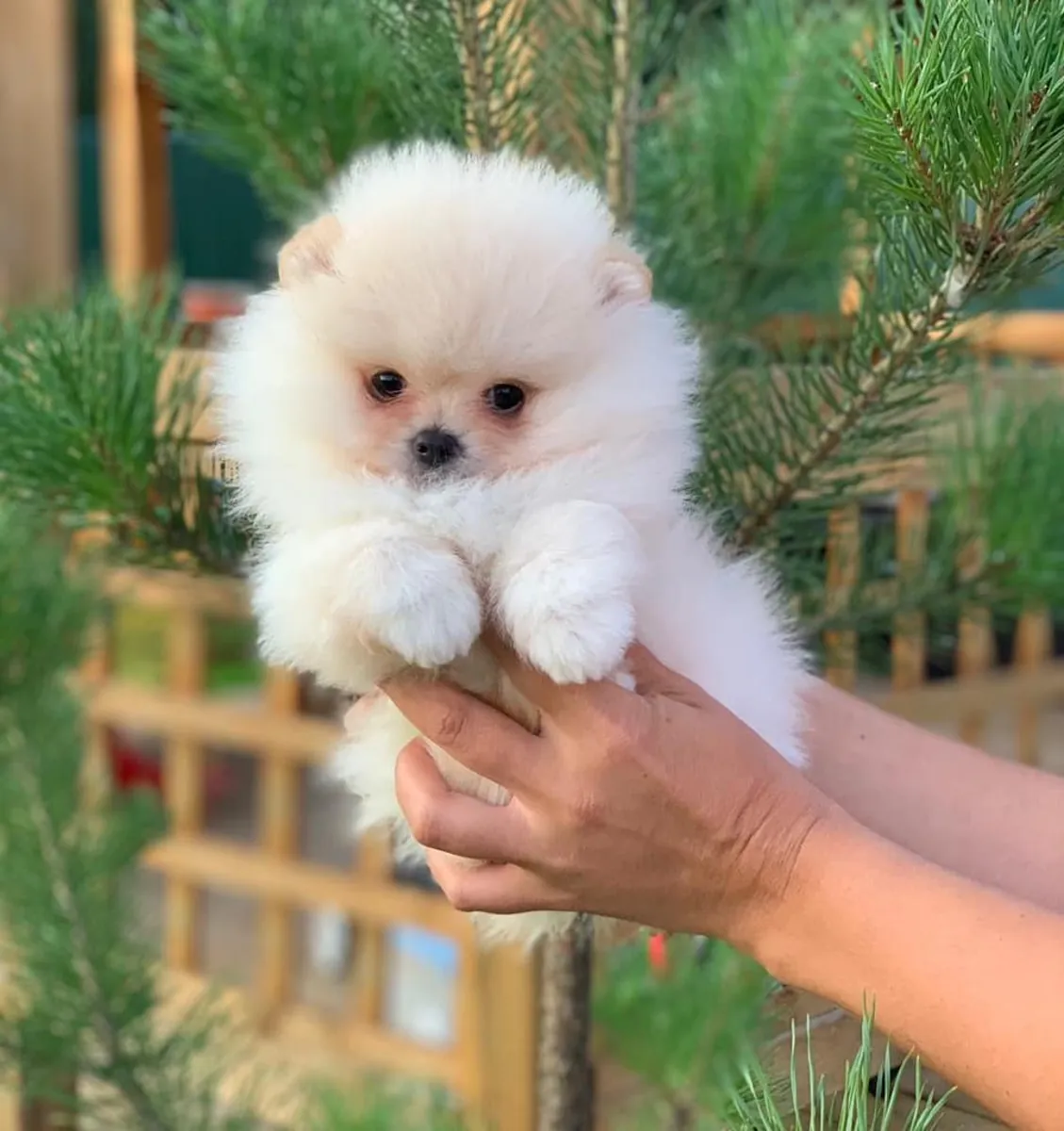 Щенки померанского шпица Бу