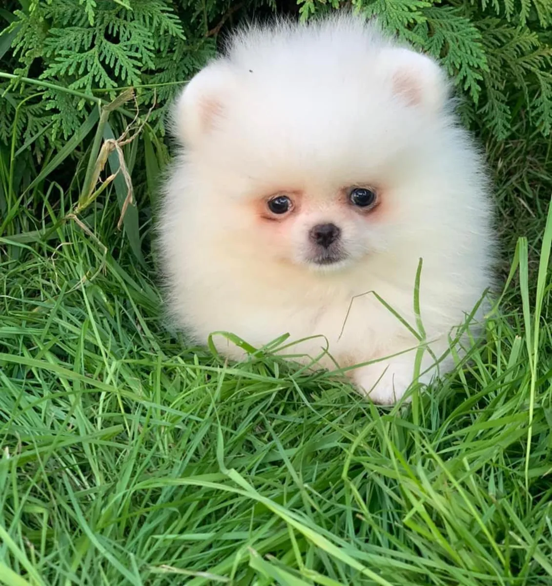 Щенки померанского шпица Бу