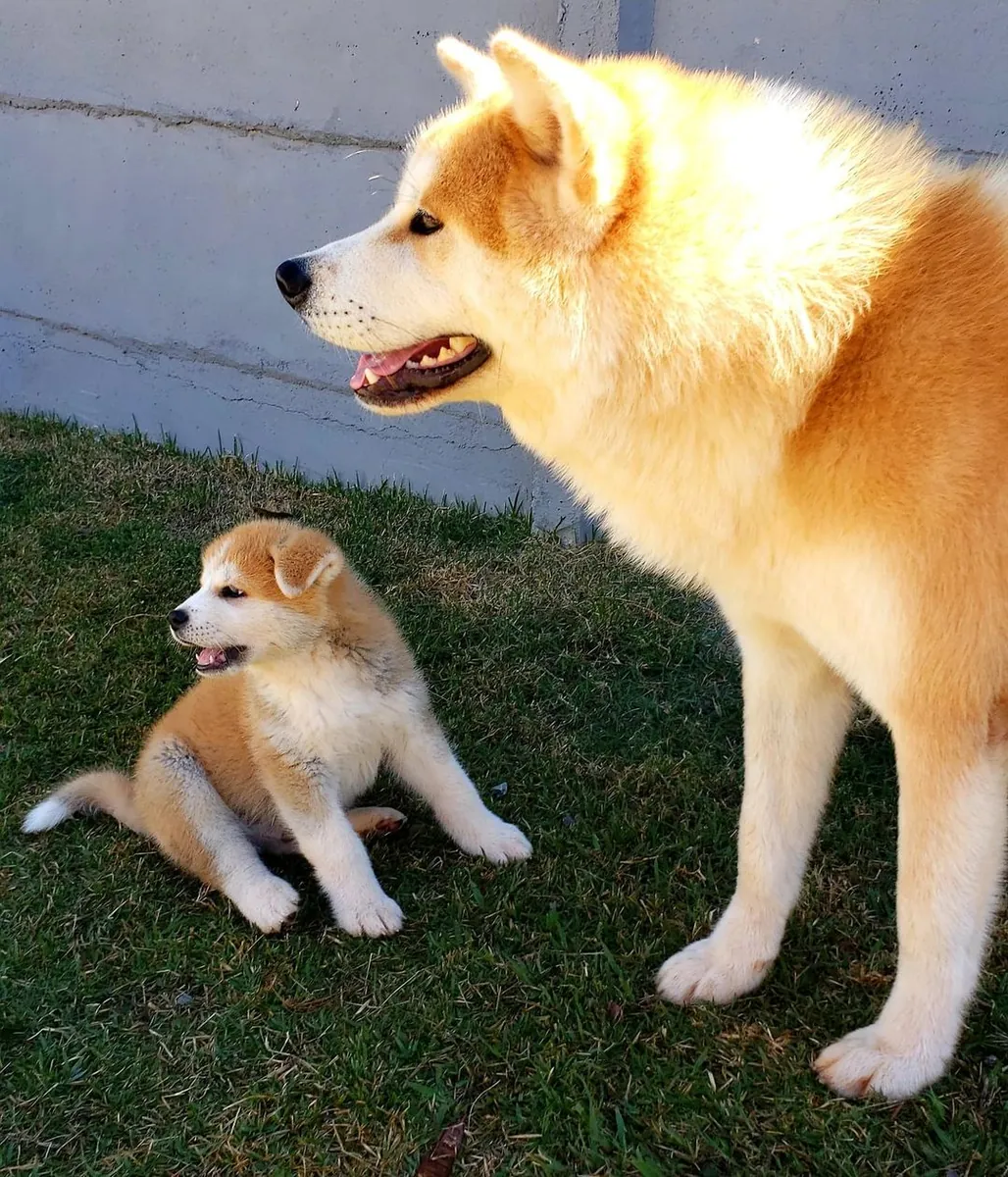 Щенки померанского шпица в форме плюшевого мишки