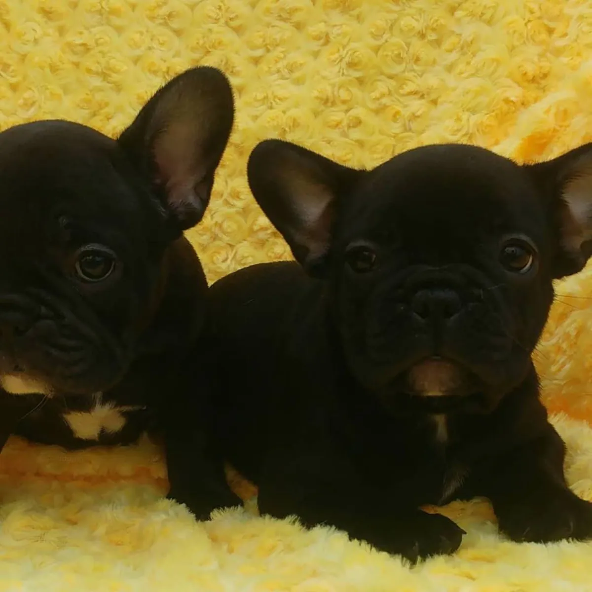 FRENCH BULLDOG YAVRULARI