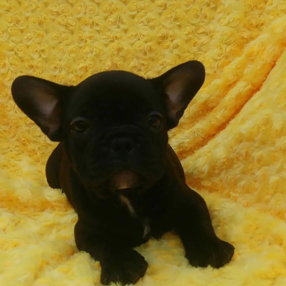 FRENCH BULLDOG YAVRULARI