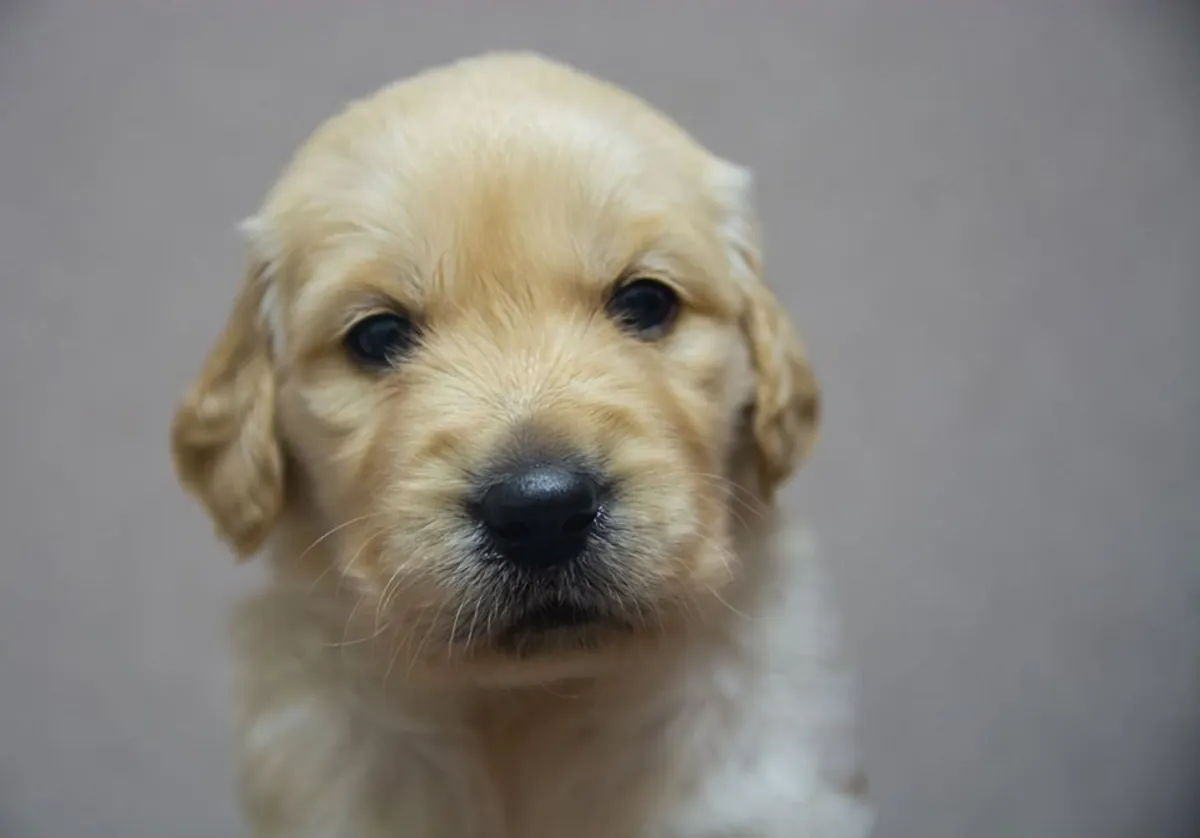 CHIOTS GOLDEN RETRIEVER À ISTANBUL
